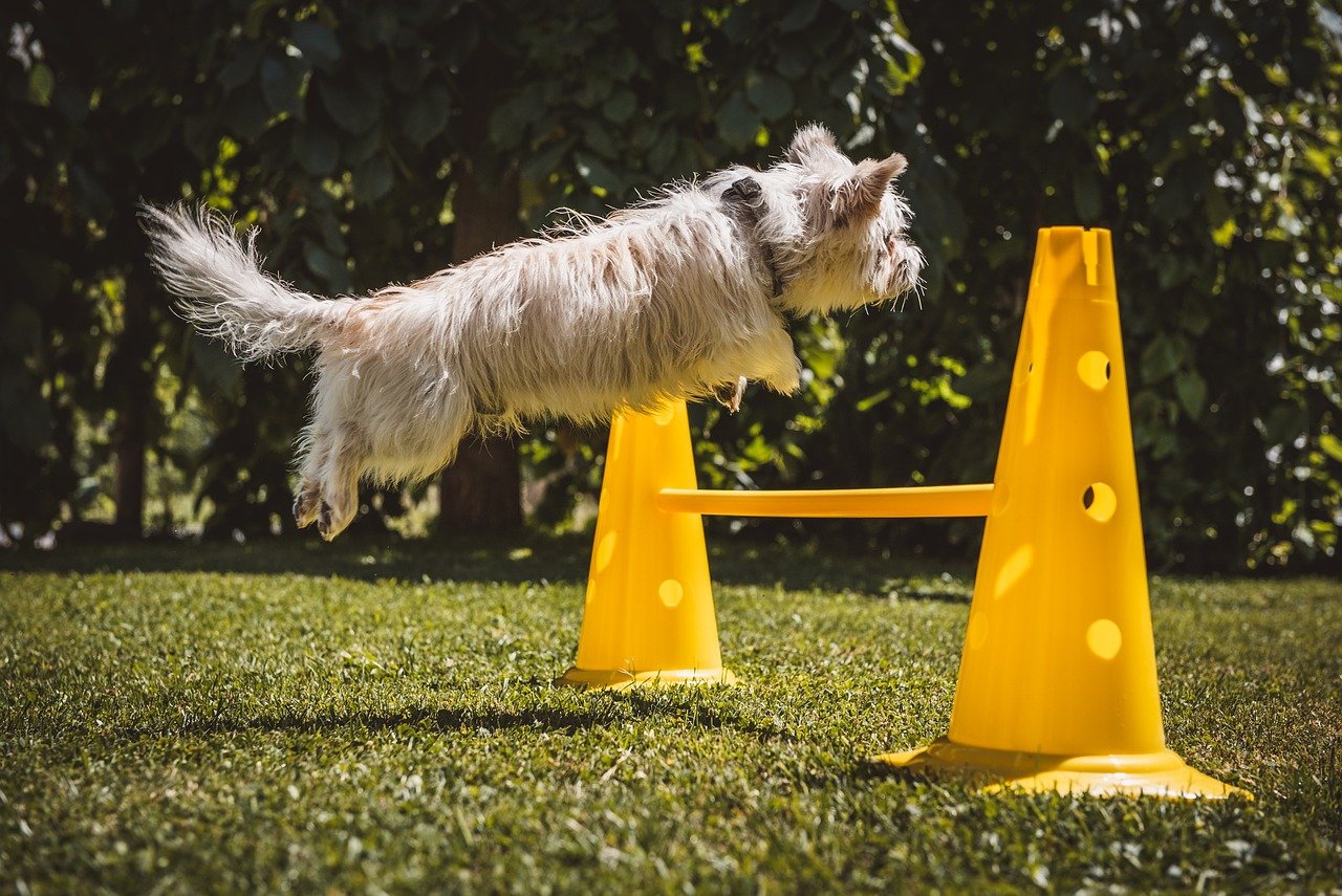 Design a Dog-Friendly Backyard Adventure Zone (image credits: pixabay)