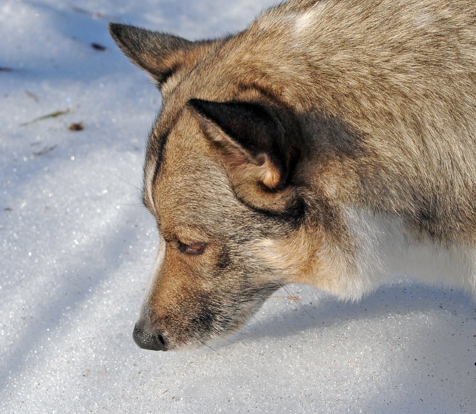 Introduce Scent Trails and Puzzle Toys (image credits: wikimedia)
