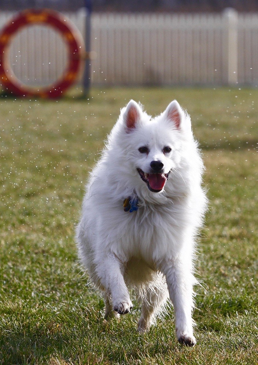 Loyalty That Borders on Velcro (image credits: pixabay)
