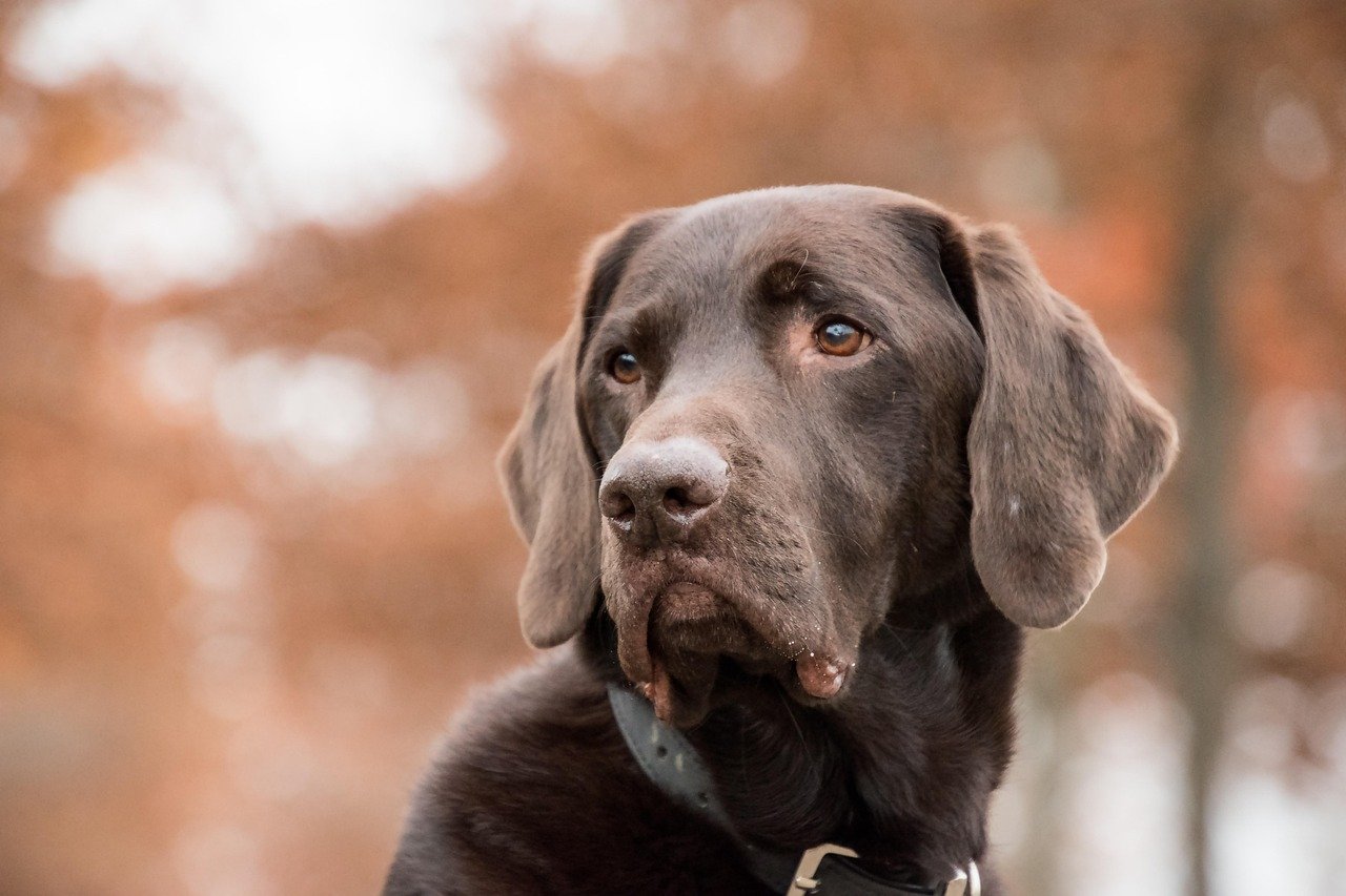 2. Excessive Drooling in Labrador Retrievers (image credits: pixabay)