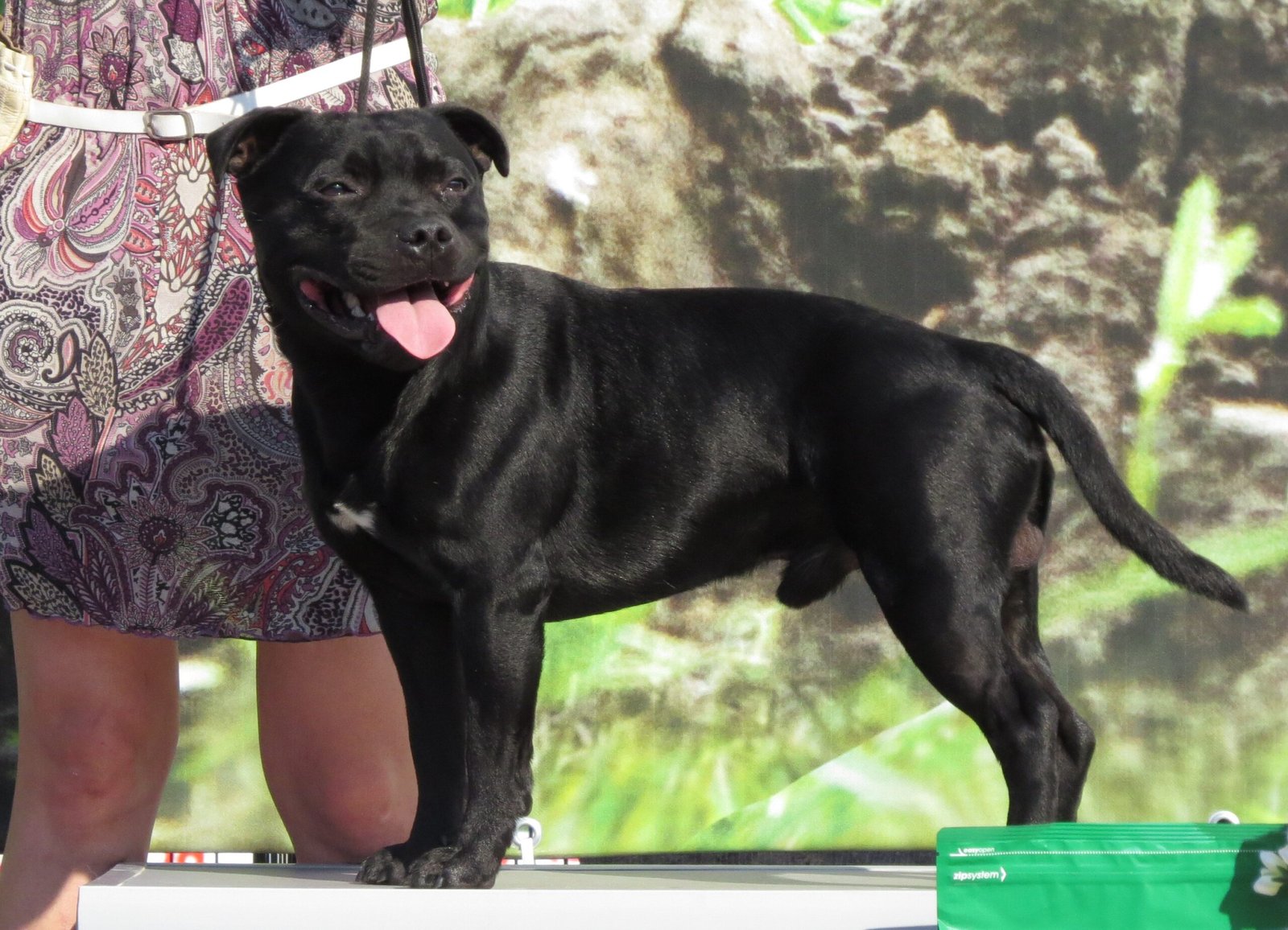 They Lean on You—Literally (image credits: wikimedia)