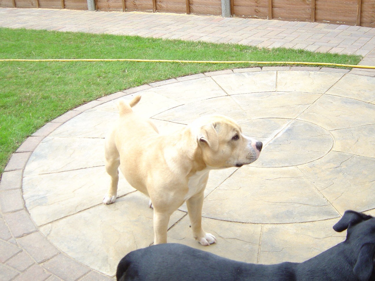 They Look for You When You’re Gone (image credits: wikimedia)