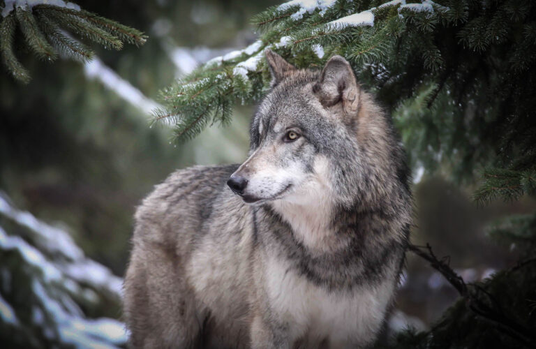 What To Do If You See A Wolf In Your Backyard In Minnesota