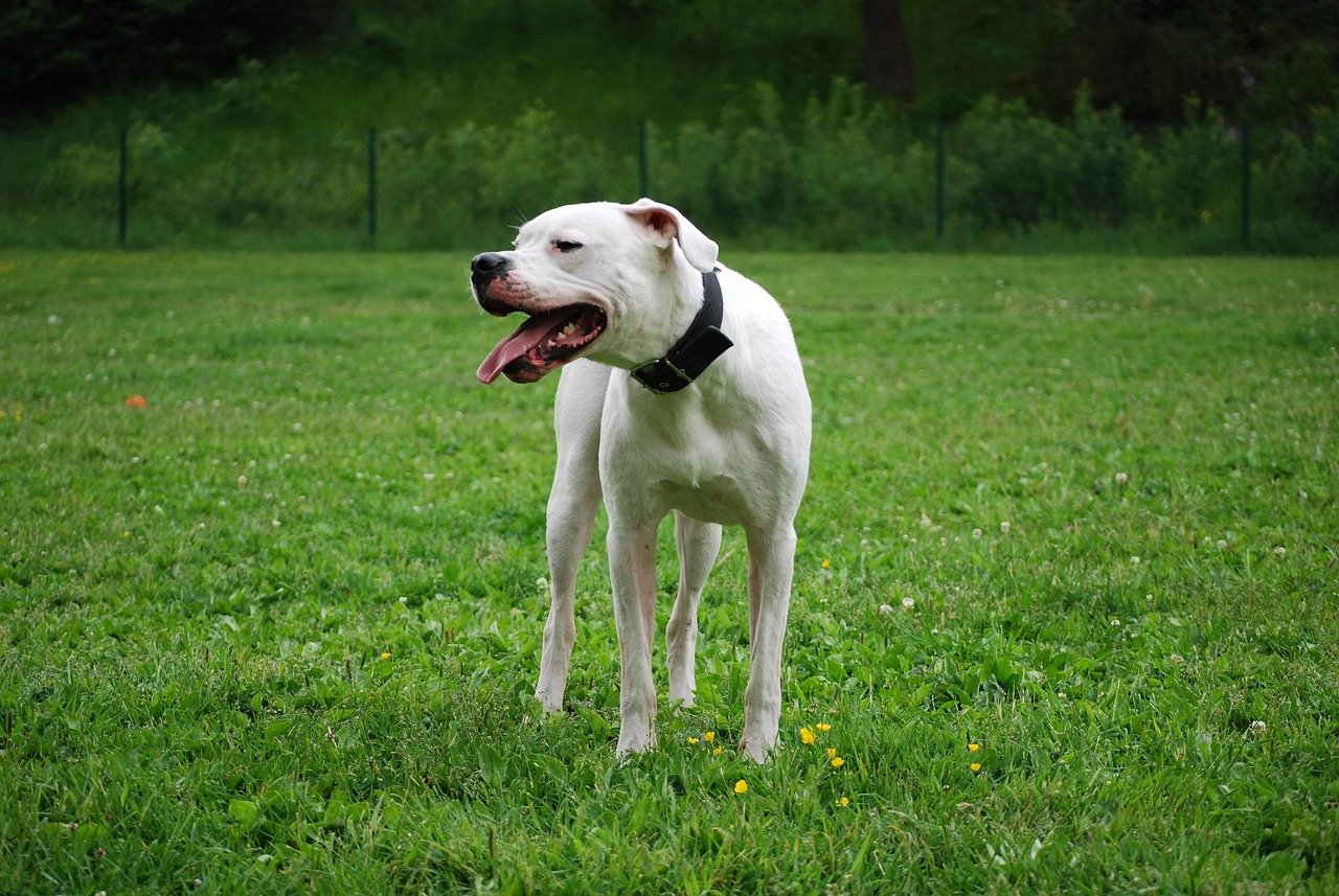 Dogo Argentino (image credits: pixabay)