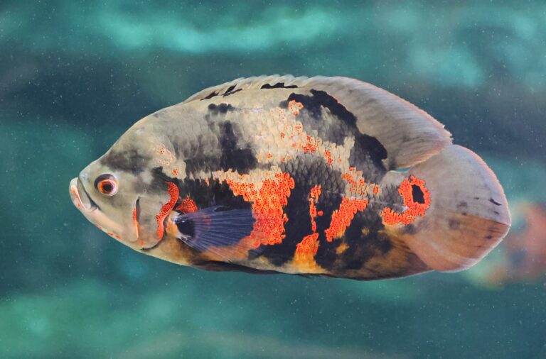 How Oscar Fish Have Been Found In Michigan