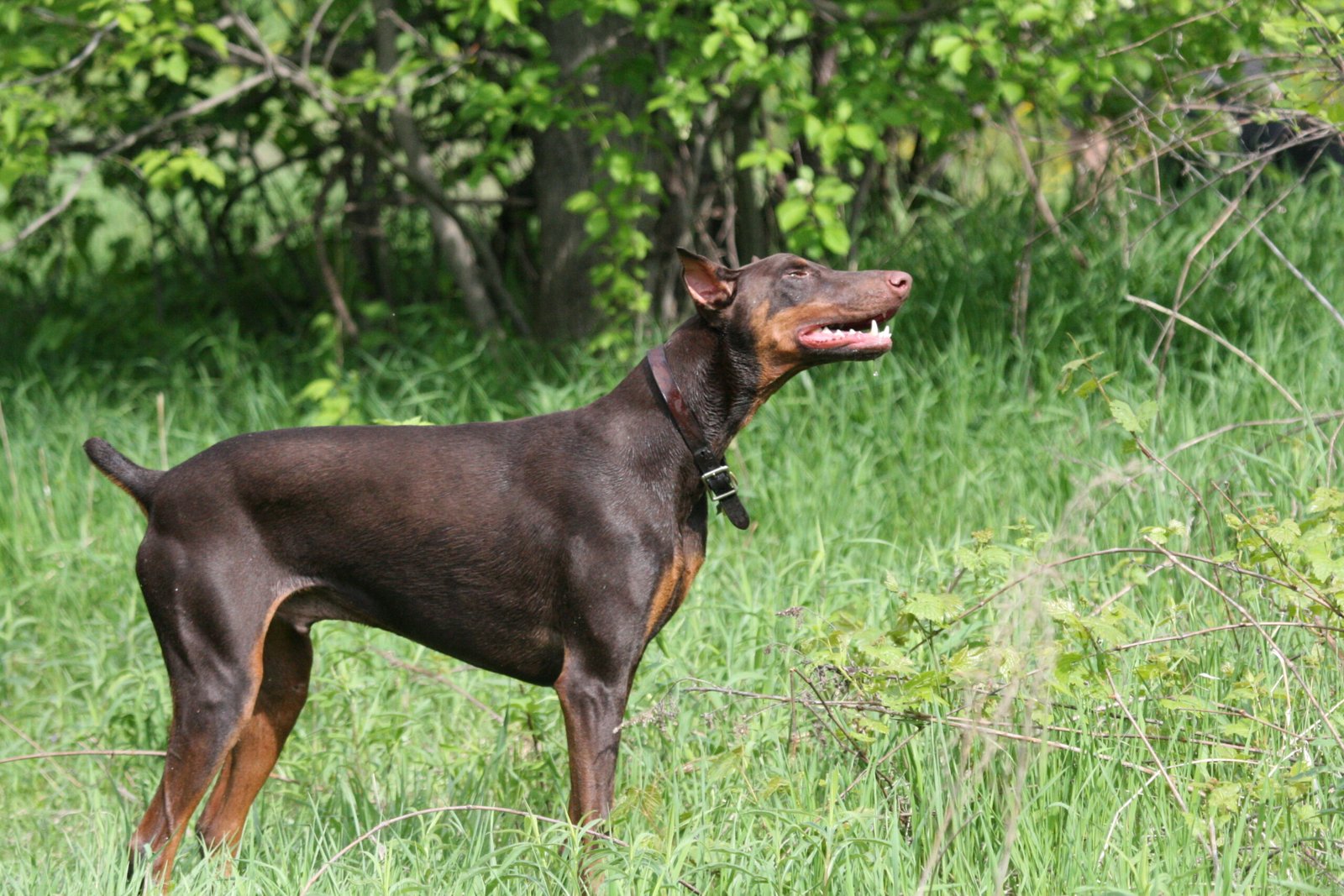 Doberman Pinscher (image credits: wikimedia)