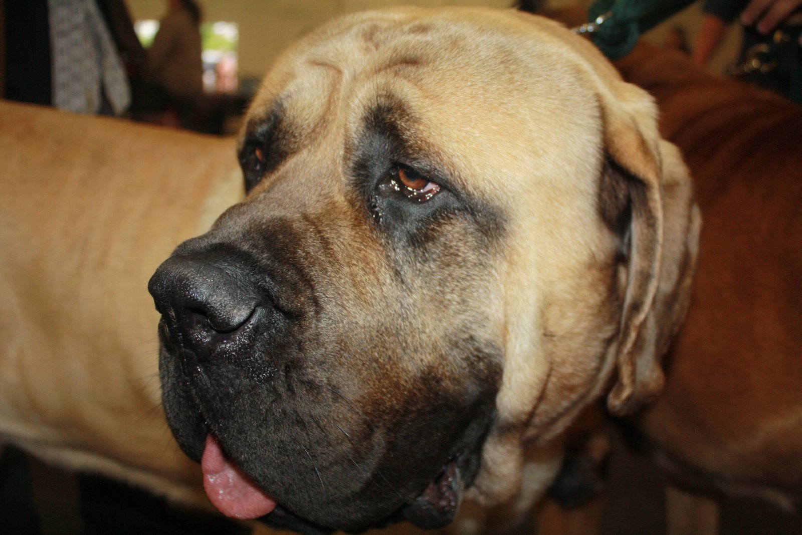 English Mastiff (image credits: wikimedia)