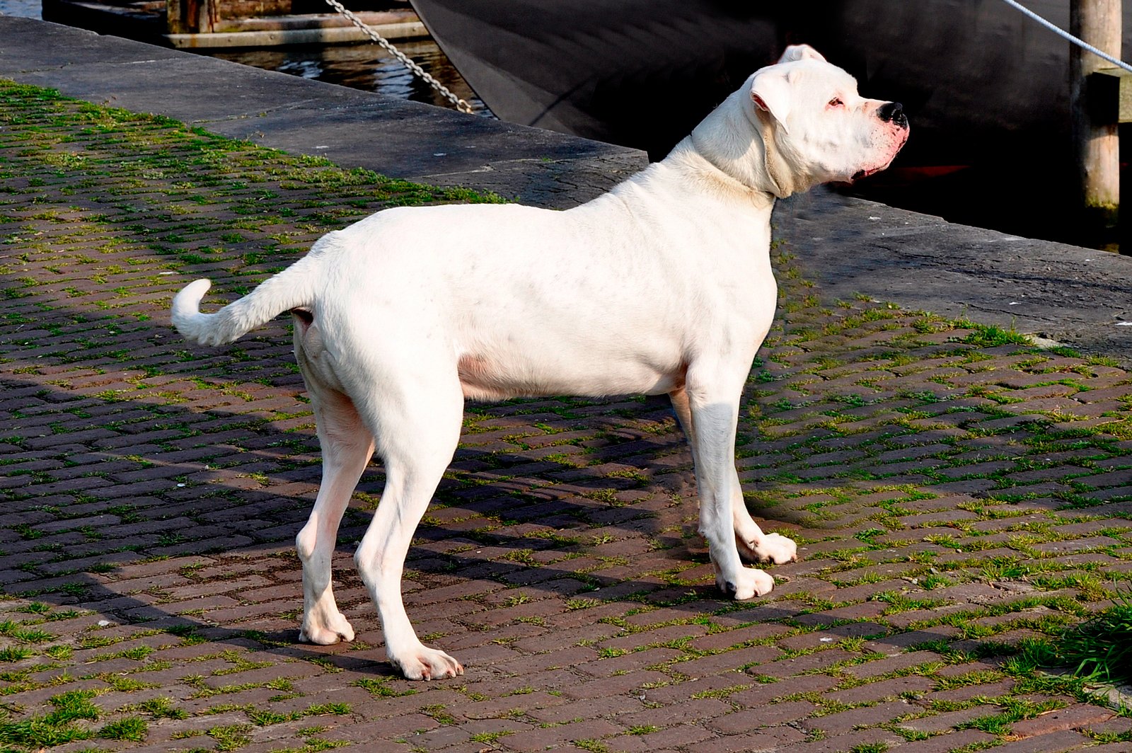 Dogo Argentino (image credits: wikimedia)