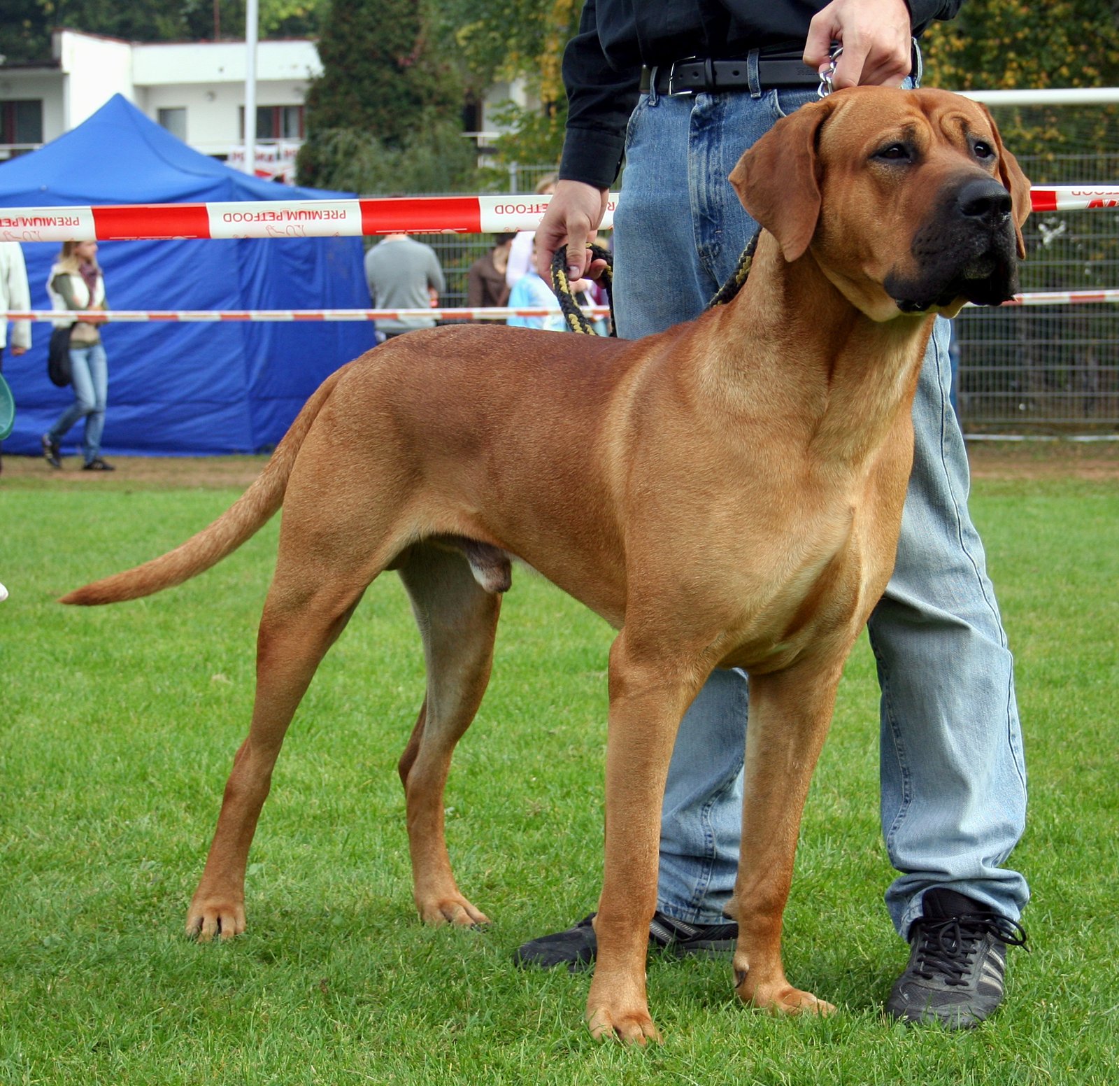 Tosa Inu (image credits: wikimedia)