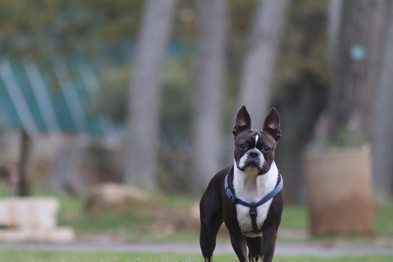 Boston Terrier – The Dapper Gentleman (image credits: pixabay)