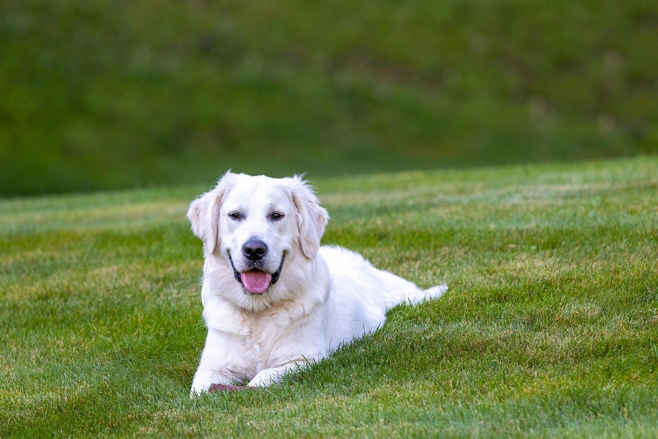 Lifestyle Fit: Urban Dwellers or Country Roamers? (image credits: pixabay)