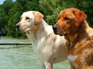 Which to Choose? A Golden Retriever or a Labrador