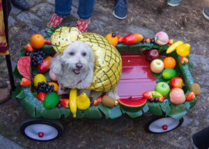 15 Fruits That Make Nutritious Snacks For Dogs