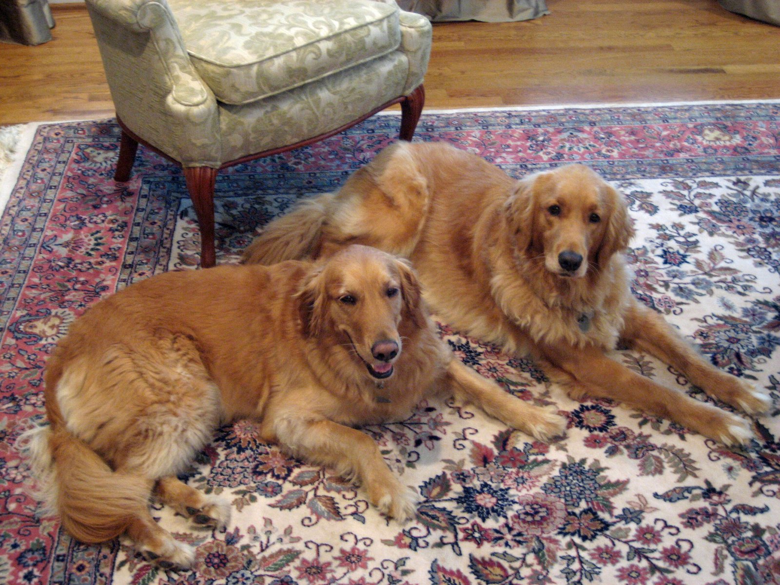 Golden Retriever: Double the Sunshine (image credits: wikimedia)
