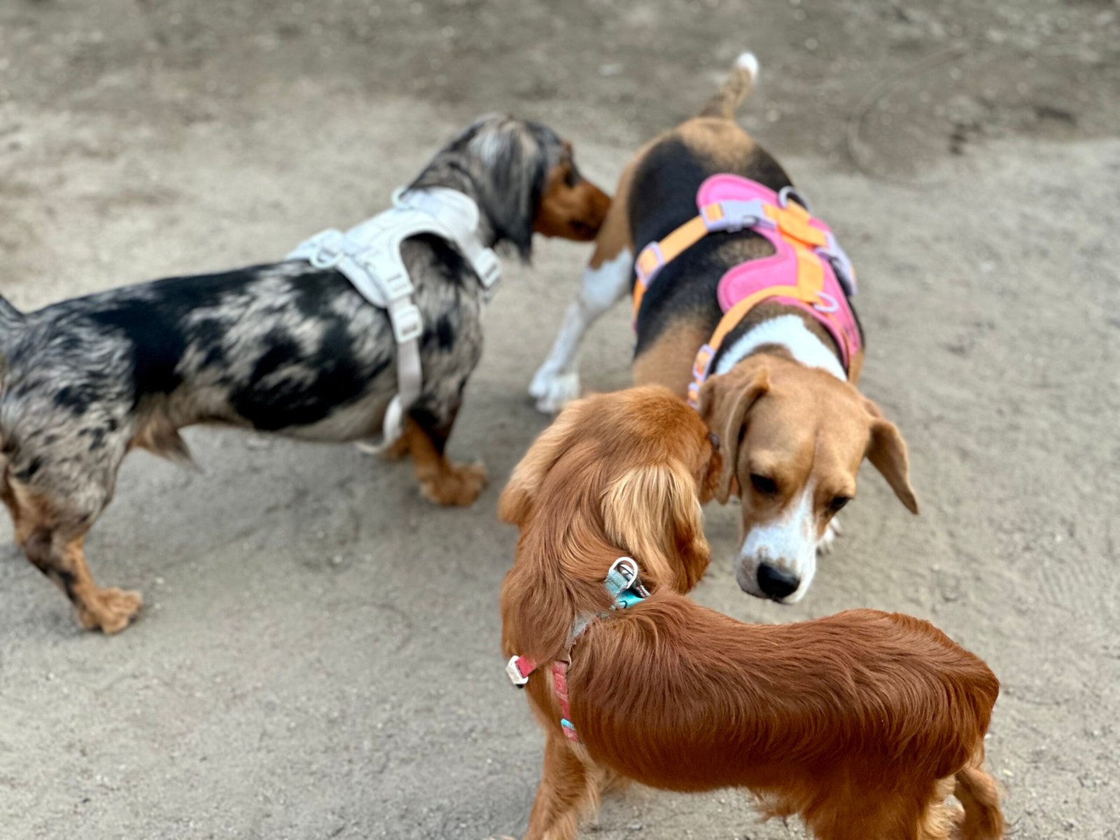 Beagle: Pack-Loving Playmates (image credits: wikimedia)