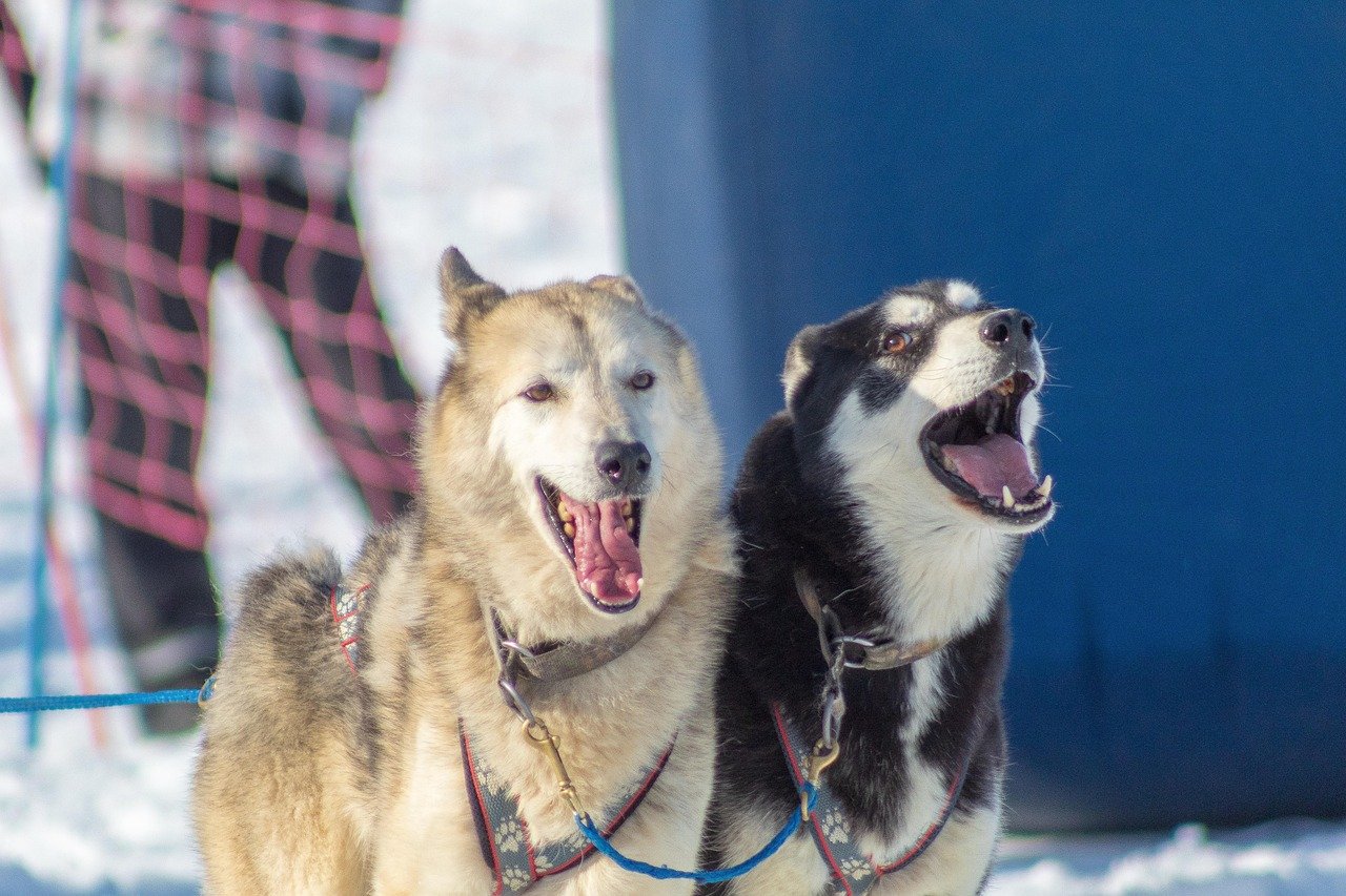 Siberian Husky: Dynamic Duos Only (image credits: pixabay)