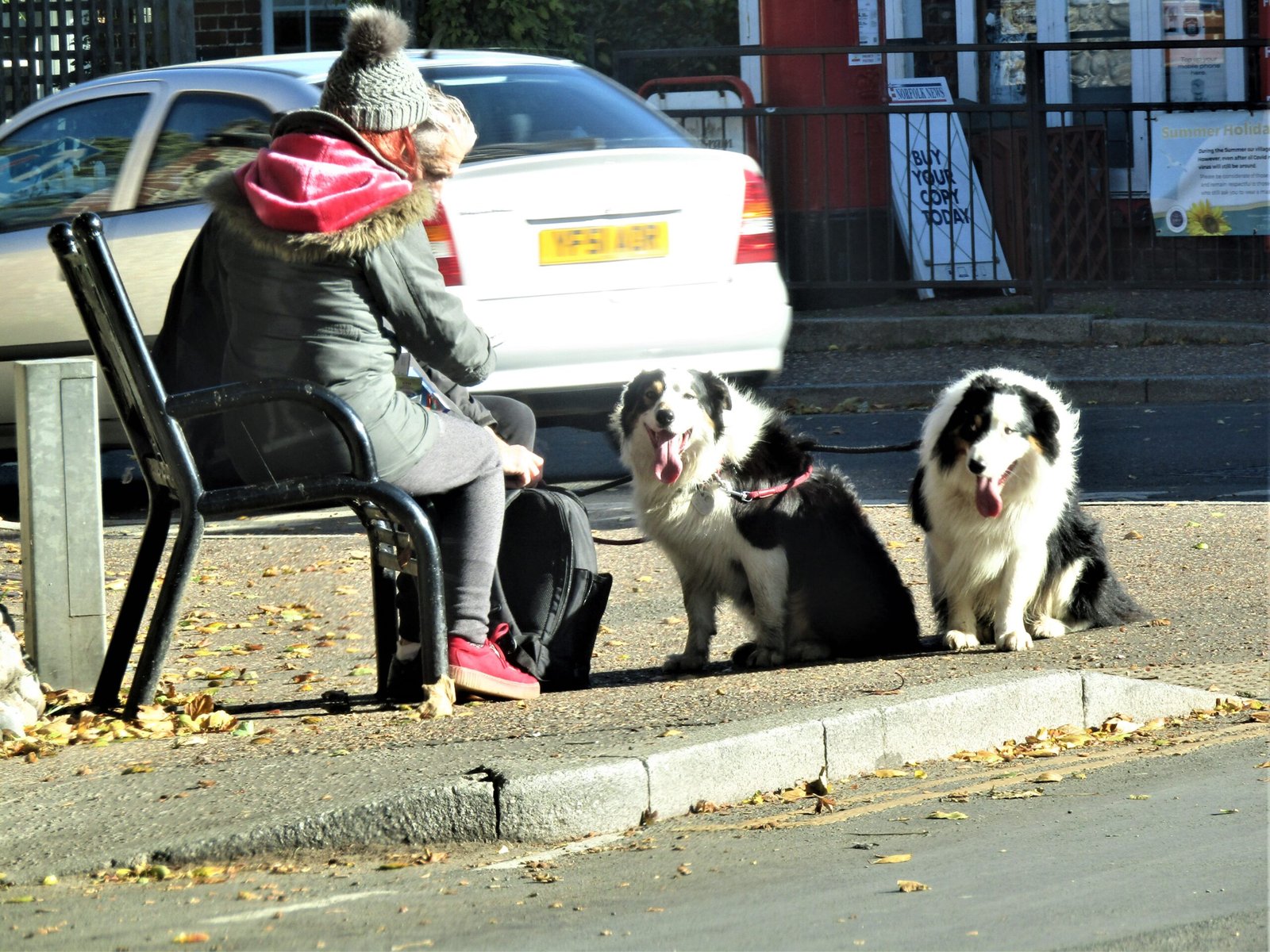 Border Collie: Best with a Buddy (image credits: wikimedia)