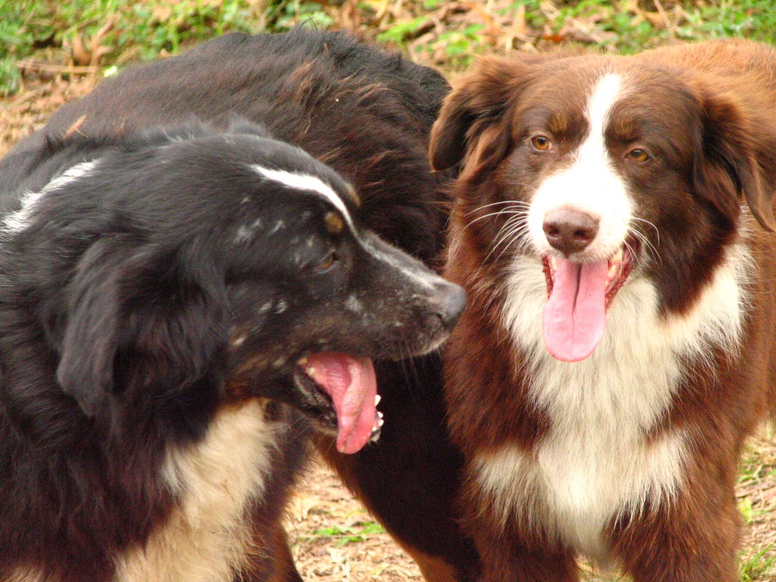 Australian Shepherd: Double the Herding Fun (image credits: wikimedia)