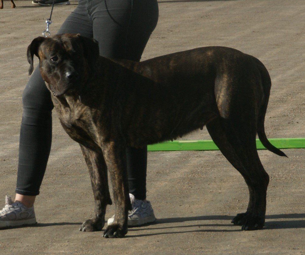 Unique Appearance and Striking Features (image credits: wikimedia)