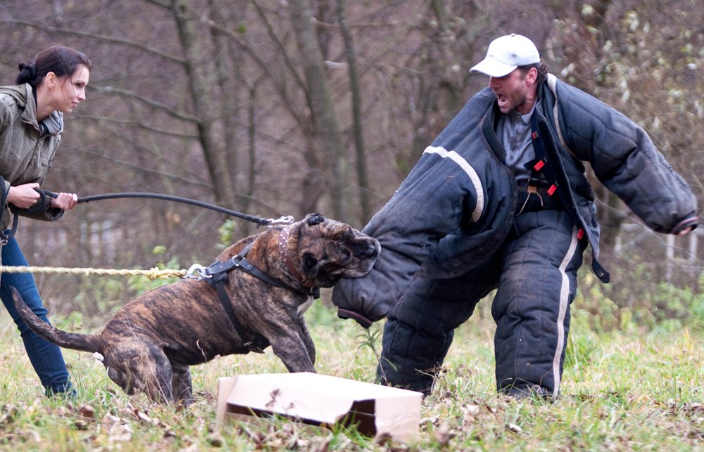 Training: A Test of Patience and Consistency (image credits: wikimedia)
