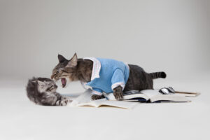 8 Signs Your Cats Dislike Each Other