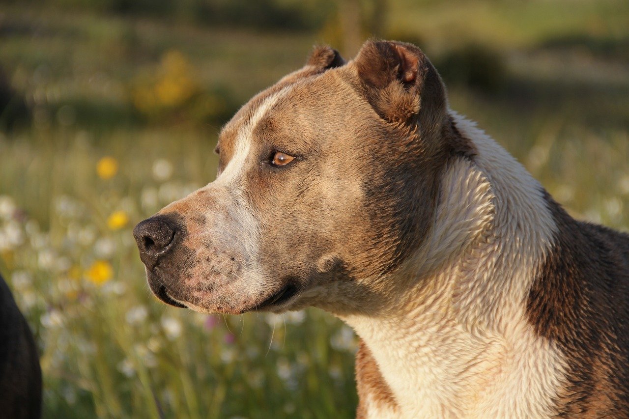 A Glimpse into Their Past: Pit Bulls in History (image credits: pixabay)
