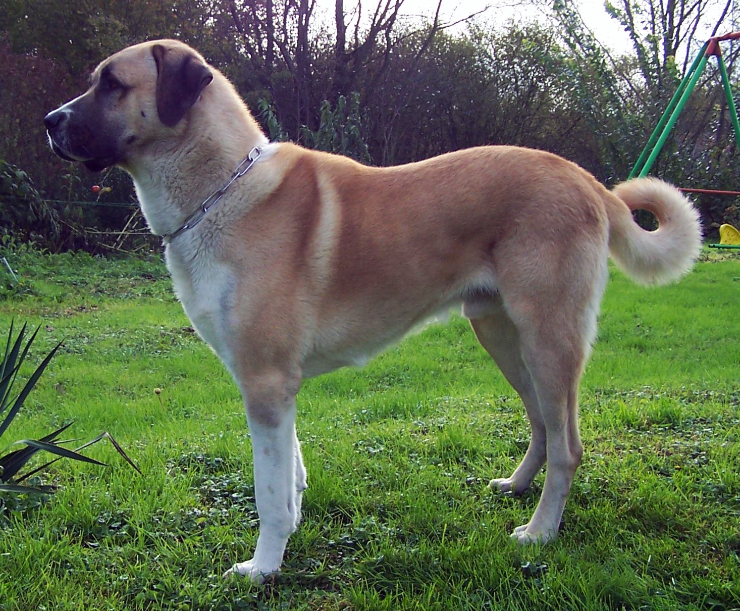 Anatolian Shepherd: The Stoic Guardian (image credits: wikimedia)