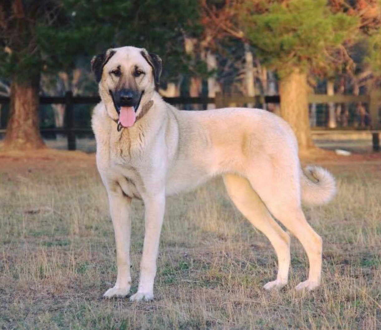 Kangal: The Mighty Protector (image credits: wikimedia)