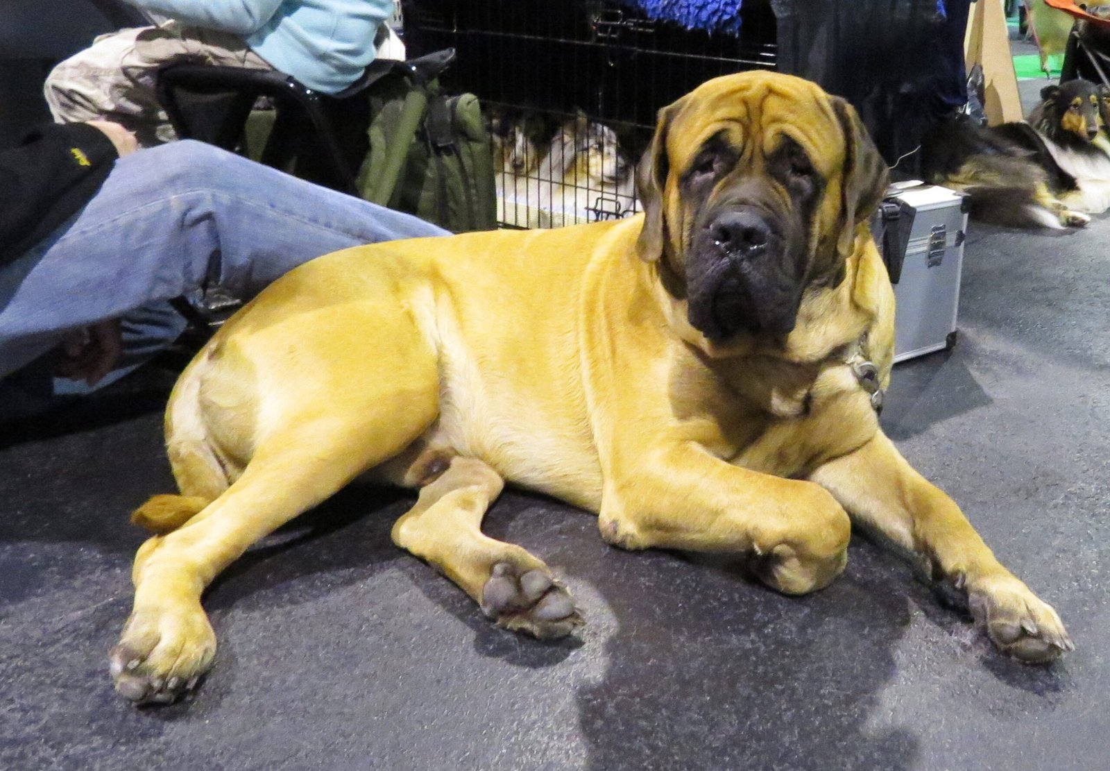 Mastiff: The Gentle Giant with a Warrior’s Heart (image credits: wikimedia)