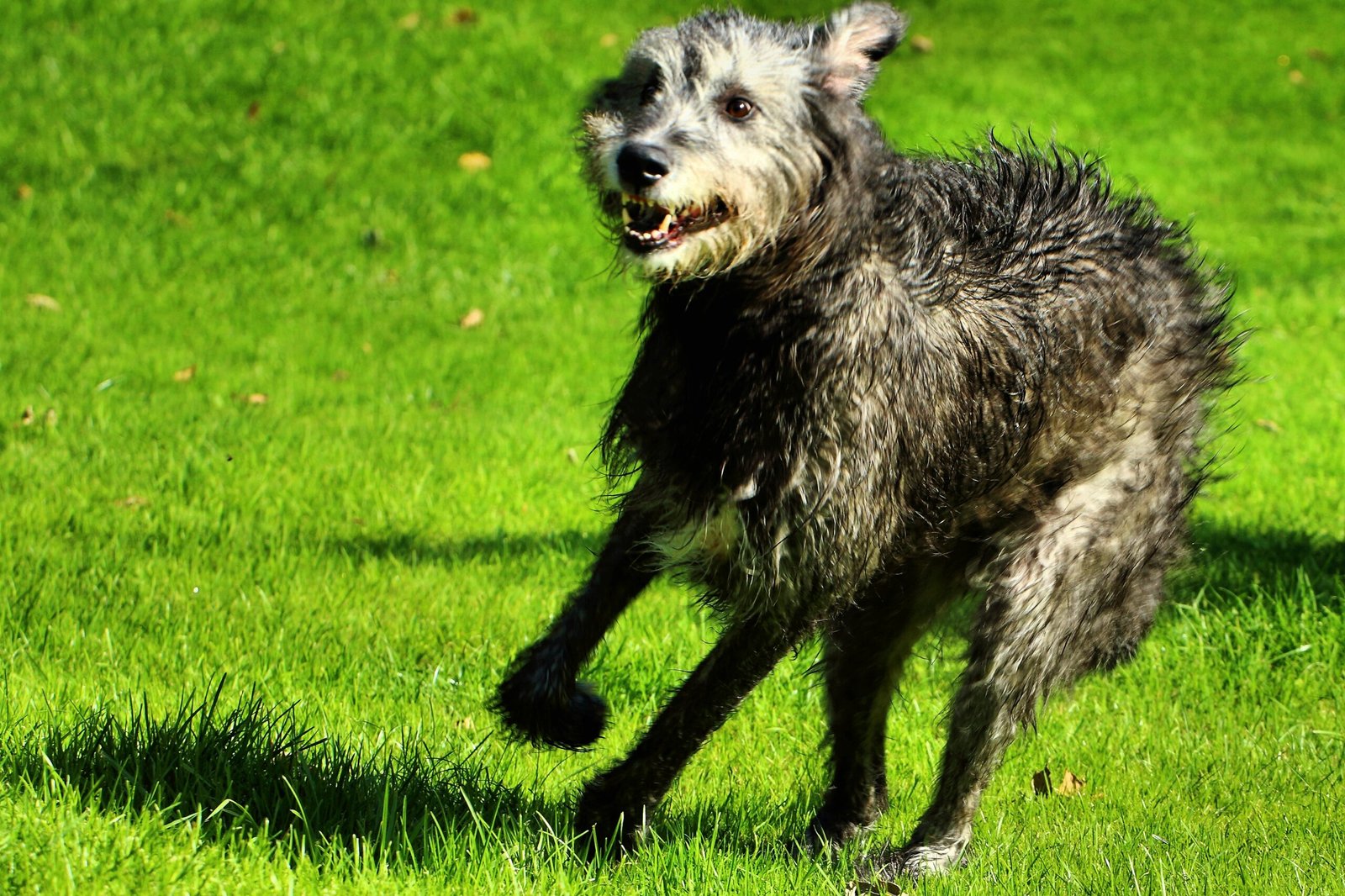 Irish Wolfhound: The Gentle Giant with a Hunter’s Spirit (image credits: wikimedia)