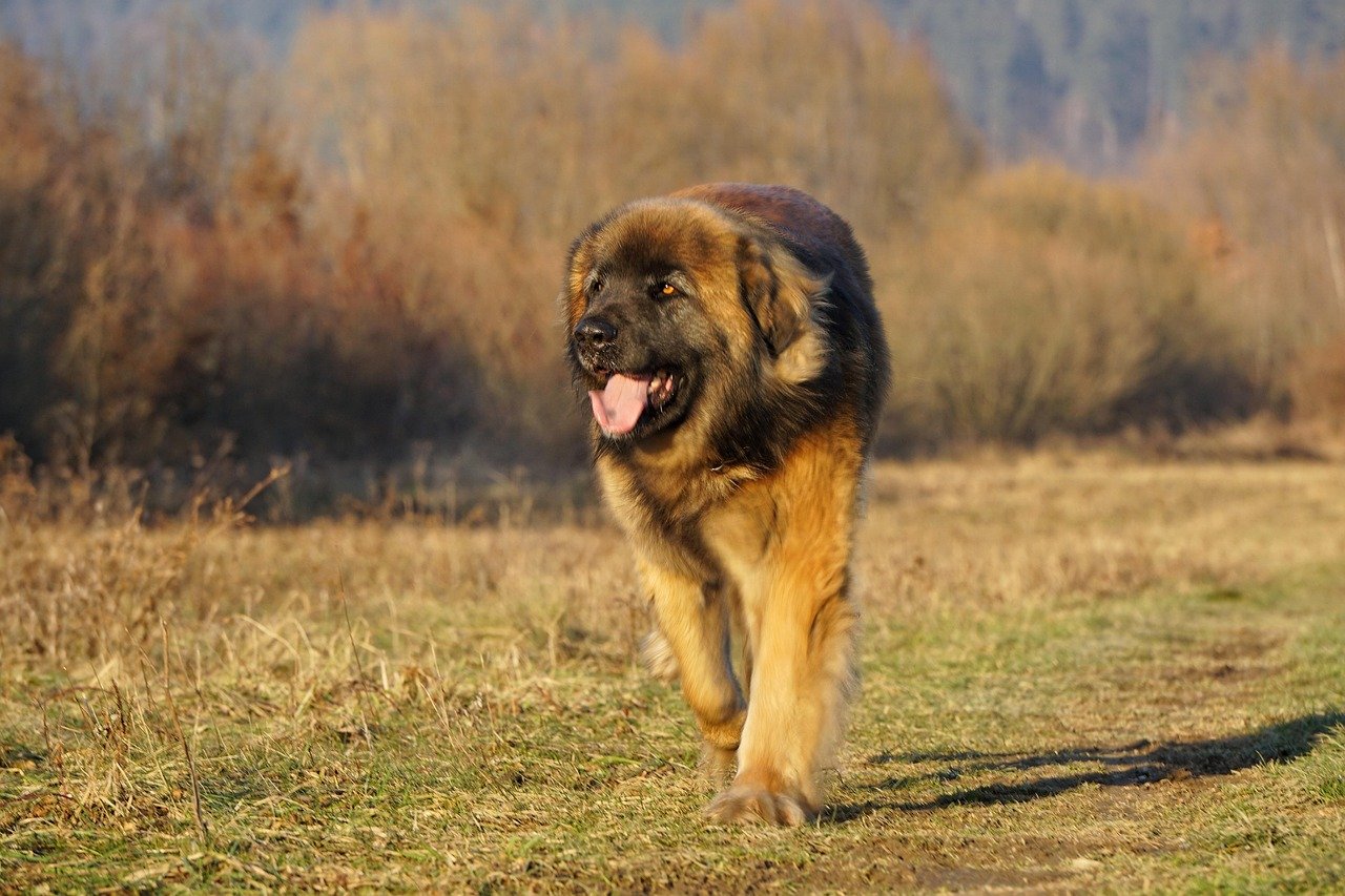 Leonberger: The Majestic Defender (image credits: pixabay)