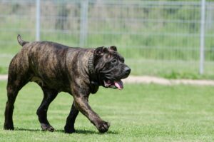 15 Powerful Dog Breeds Brave Enough to Face A Puma in Colorado