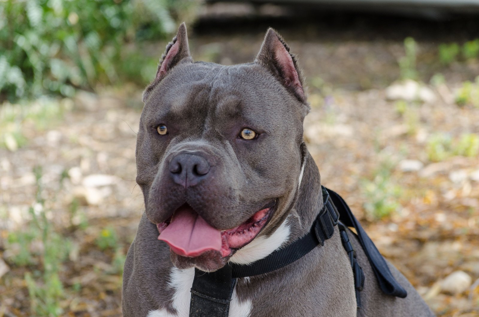 Shadowing Their Owners Everywhere (image credits: wikimedia)