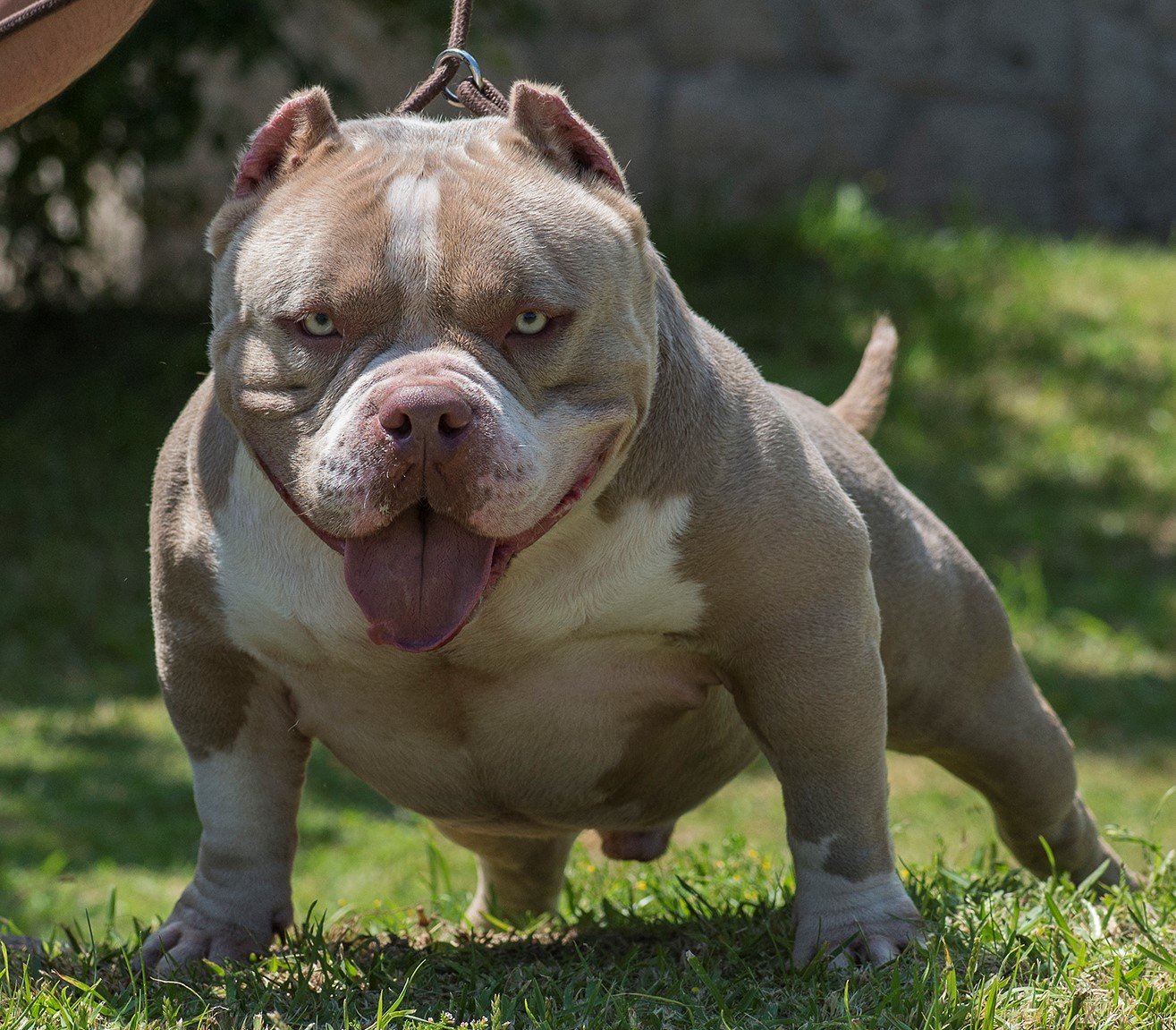 Protective Instincts on Alert (image credits: wikimedia)