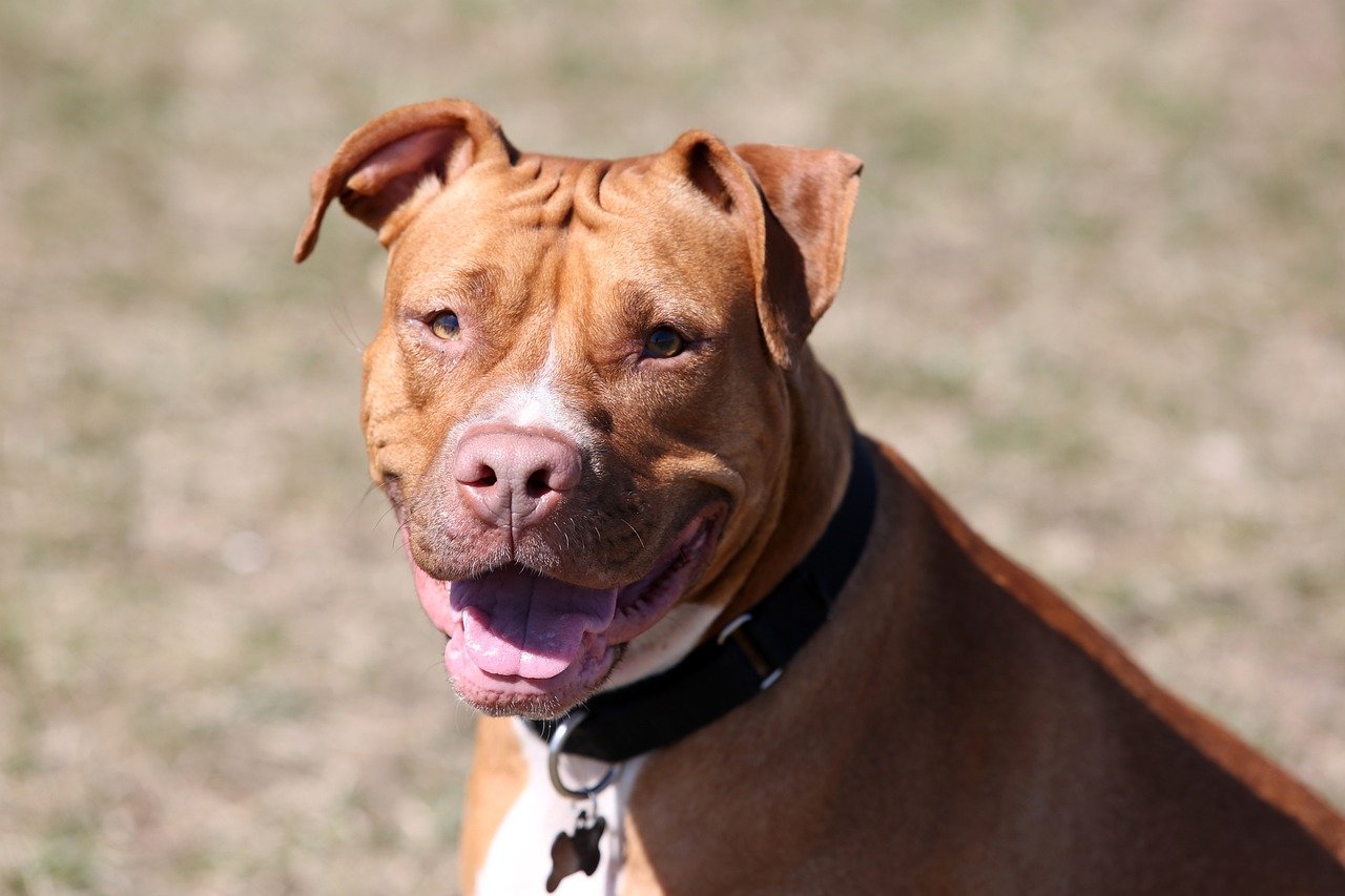 Masters of the Pittie Smile (image credits: pixabay)