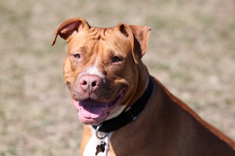 The Many Faces of Pitties: Goofy, Gentle, Protective, and Pure Love