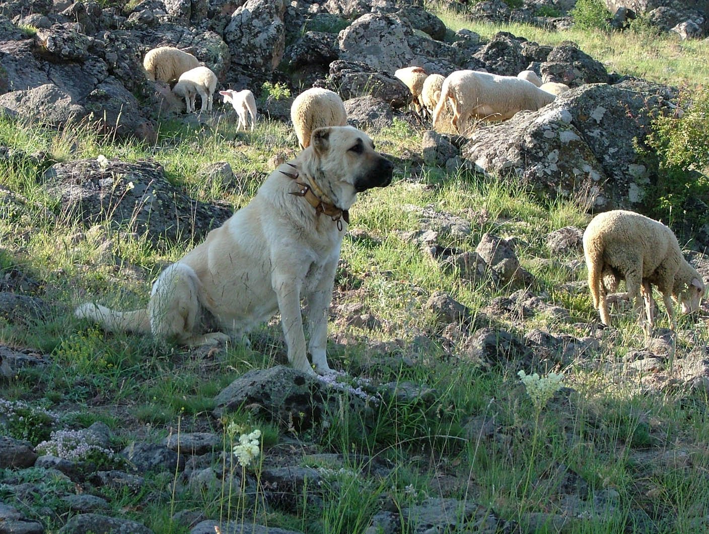 Kangal: The Wolf’s Worst Nightmare (image credits: wikimedia)