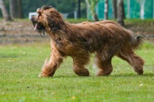 10 Underrated Farm-Dog Breeds Also Good At Guarding Livestock