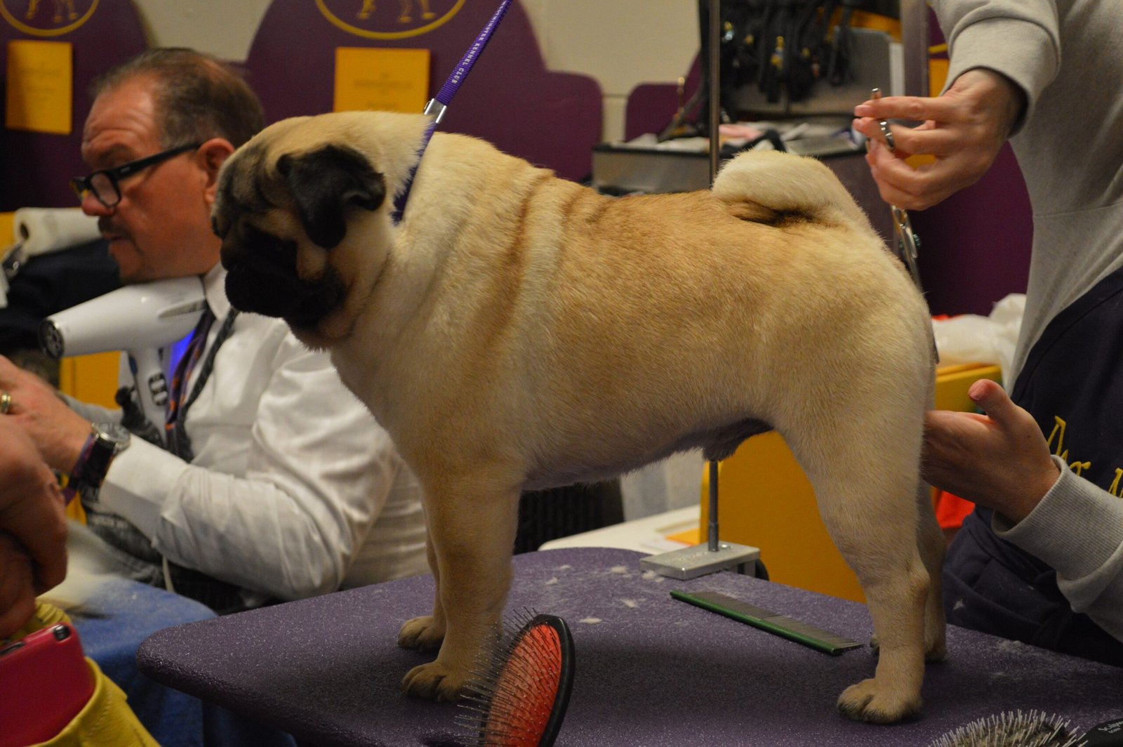 Grooming and Maintenance (image credits: wikimedia)