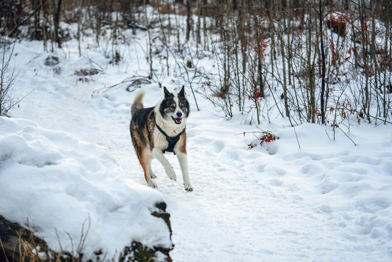 6. Strong Prey Drive (image credits: pixabay)