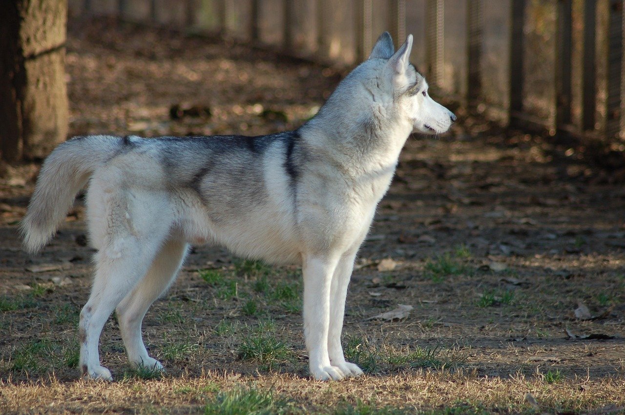 12. Shedding Like It’s an Olympic Sport (image credits: pixabay)