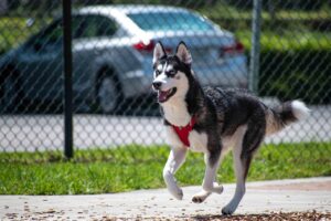 15 Husky Habits That Will Challenge and Charm You