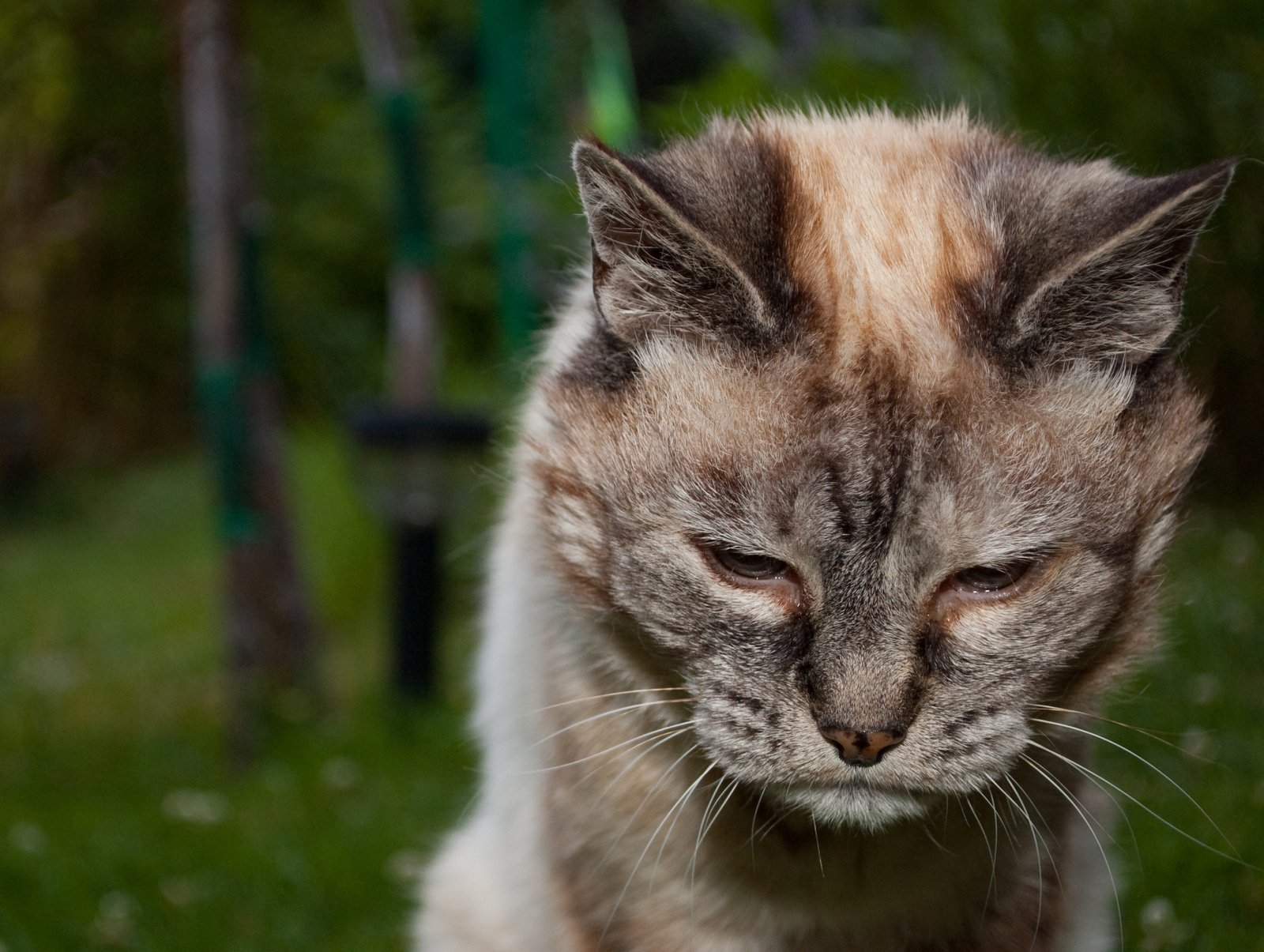 Slowing Down: When Playtime Changes (image credits: wikimedia)