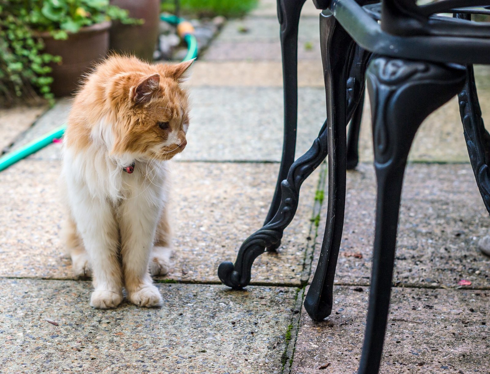 10 Ways Cats Change as They Age—and How to Adapt