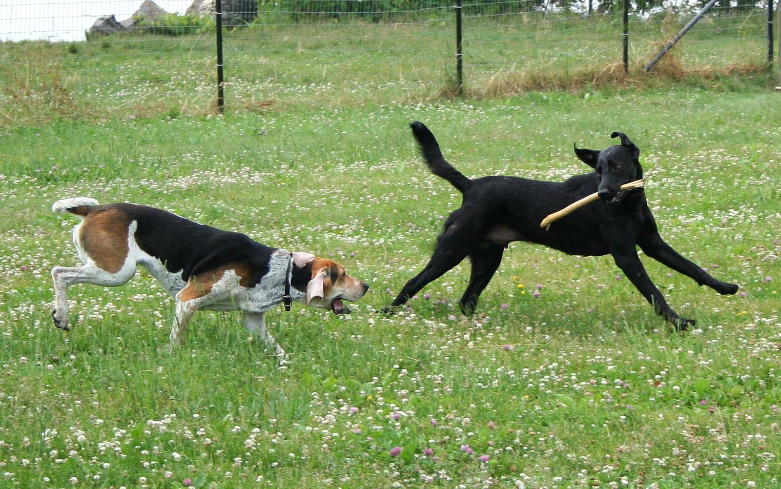 Easygoing with Other Pets (image credits: wikimedia)