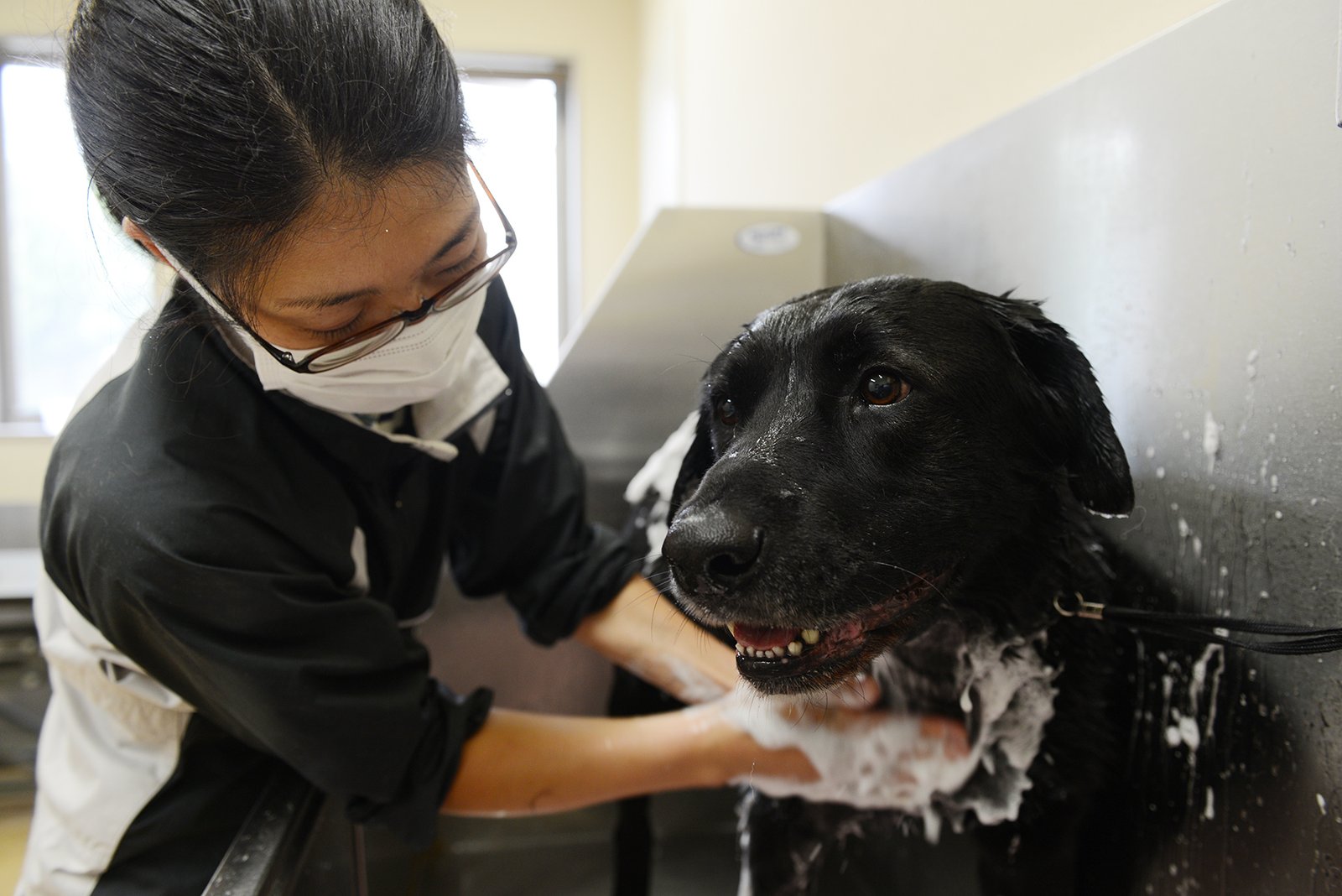Low Maintenance Grooming (image credits: wikimedia)