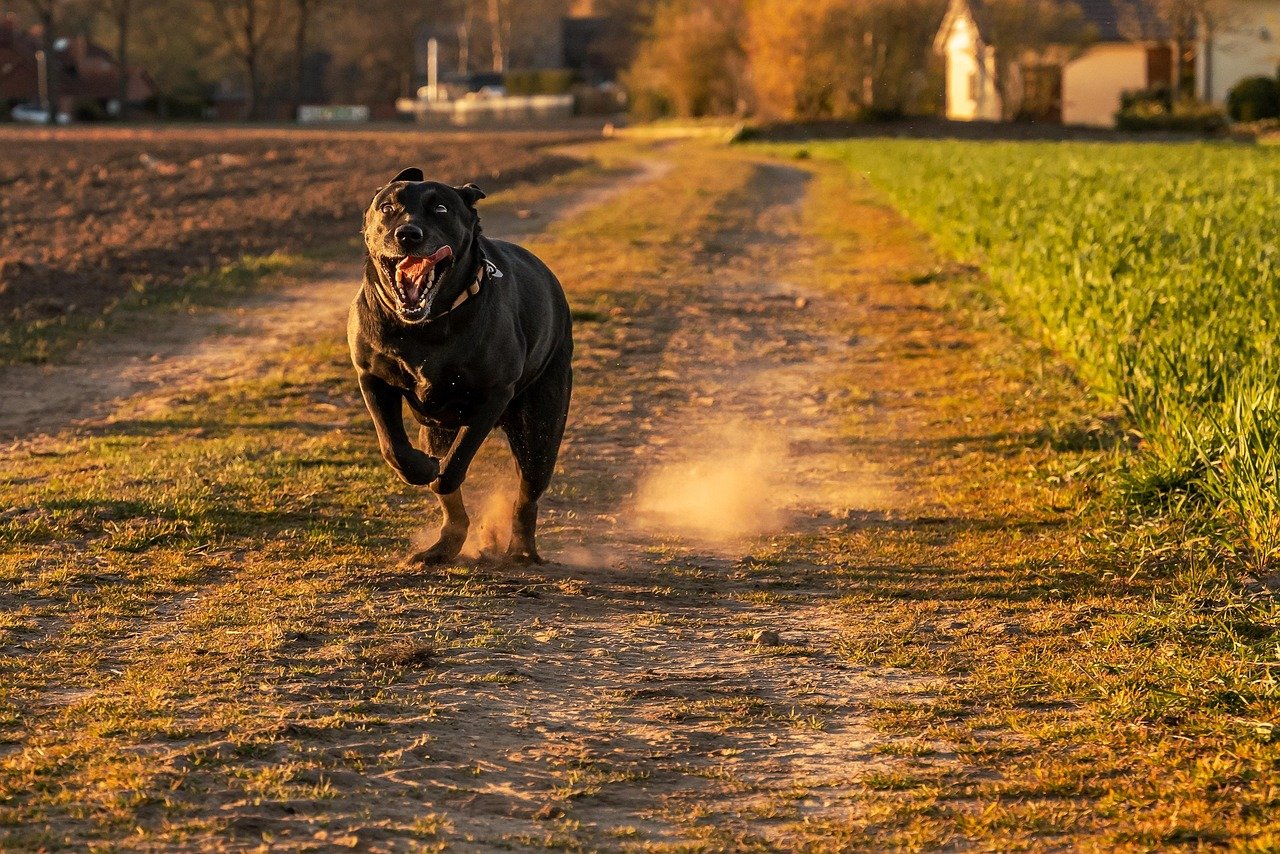 Playful Energy for Active Lifestyles (image credits: pixabay)