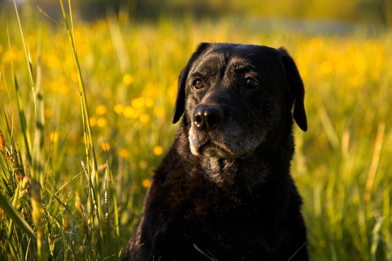 Stellar Watchdogs Without the Aggression (image credits: pixabay)
