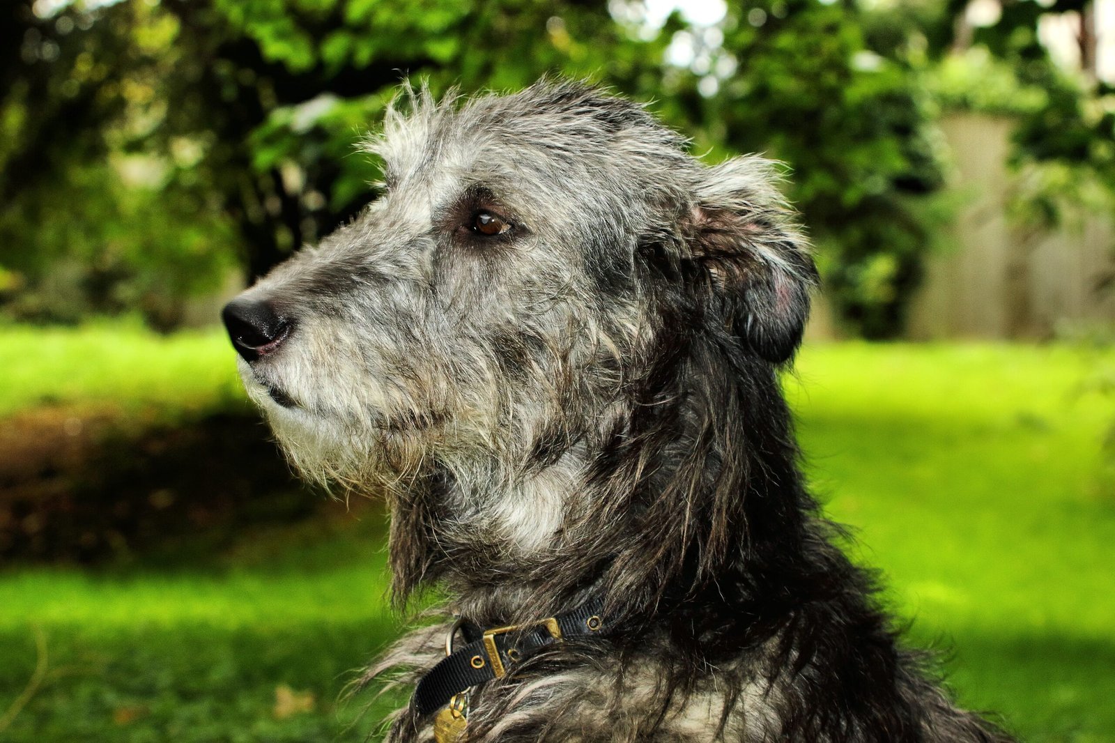 Irish Wolfhound (image credits: wikimedia)