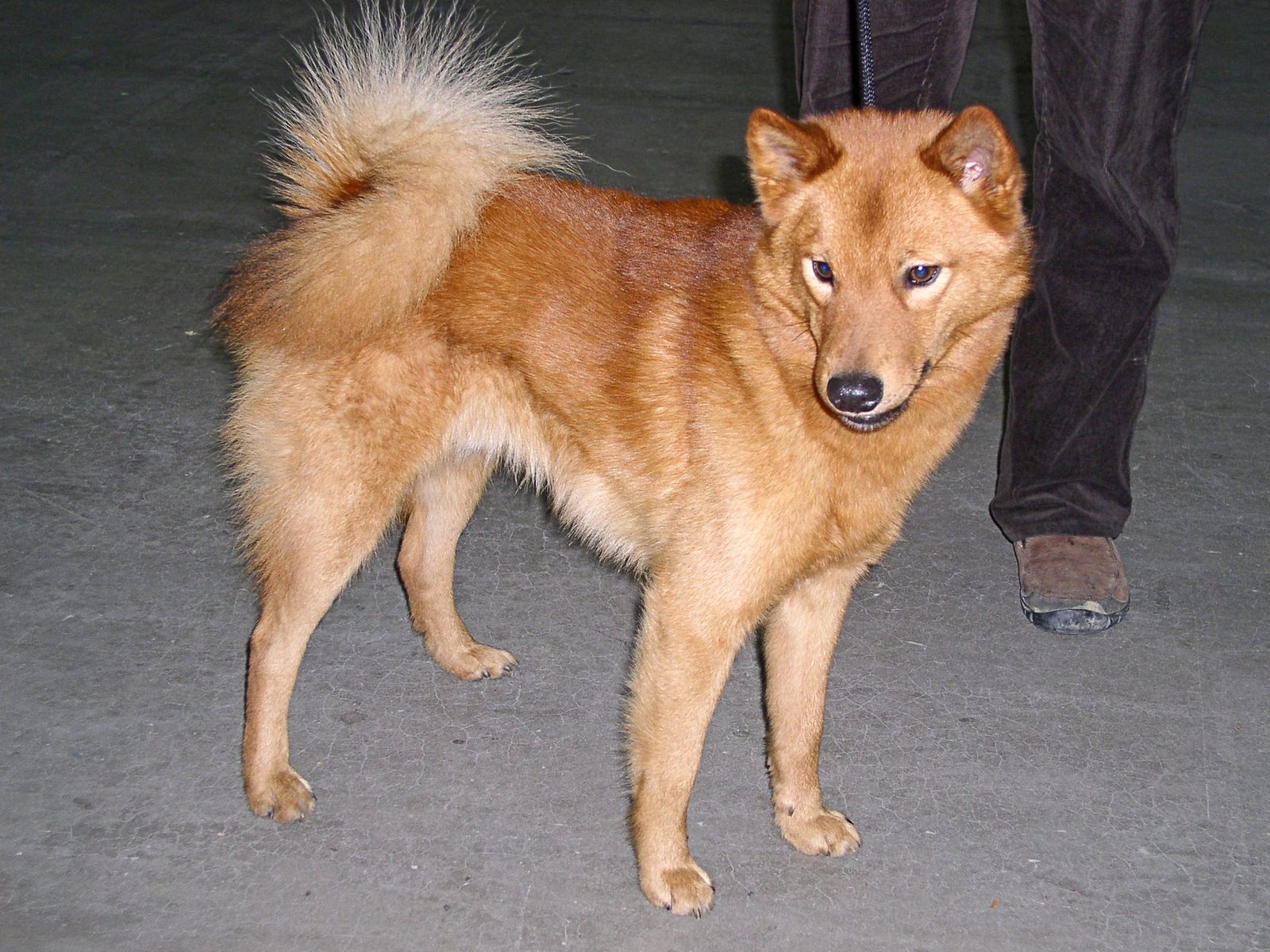 Finnish Spitz (image credits: wikimedia)